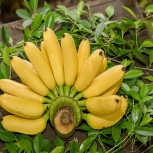 fresh-banana76